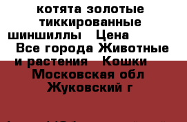 котята золотые тиккированные шиншиллы › Цена ­ 8 000 - Все города Животные и растения » Кошки   . Московская обл.,Жуковский г.